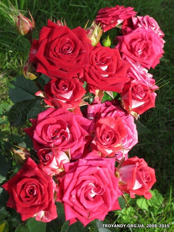 Ruby Star